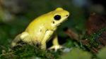 Golden Poison Dart Frog, beautiful yet deadly. 