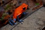 The Strawberry Poison Dart frog, wearing his nice blue socks and sleeves.