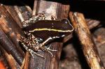 The Lovely Poison Frog, which falls into the family of frogs deemed dangerous because they appear to be made of chocolate.