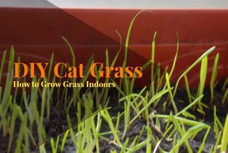 DIY Cat Grass | How to Grow Grass Indoors
