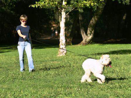 Being a Dog Owner in the 21st Century visiting a dog