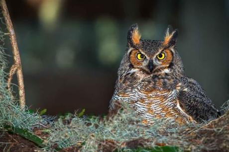 Great-Horned-Owl-in-Nest