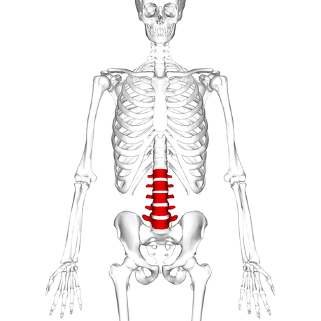 Spinal Movements: How to Keep Your Spine Safe Spinal Movements: How to Keep Your Spine Safe