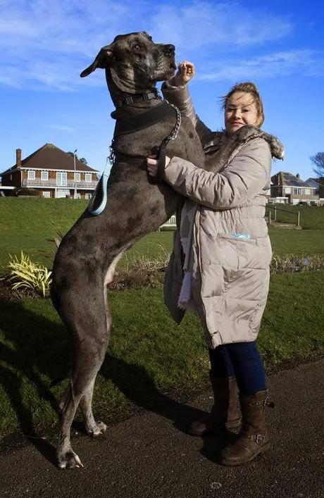 Freddie, the Great Dane standing at 7ft 4in ... tallest one !!