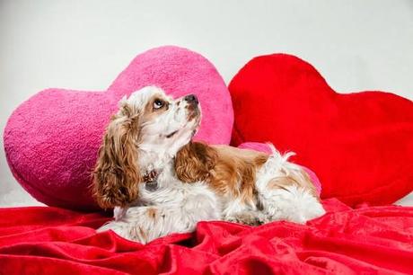 Photo: Valentine's Day Dogs