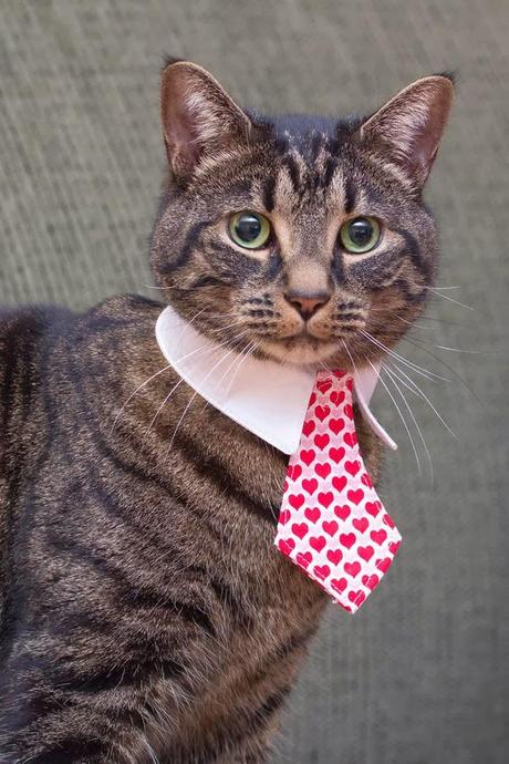 Photos: Valentine's Day Cats Photos: Valentine's Day Cats