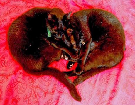 Photos: Valentine's Day Cats Photos: Valentine's Day Cats