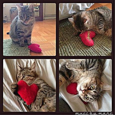 Photos: Valentine's Day Cats Photos: Valentine's Day Cats