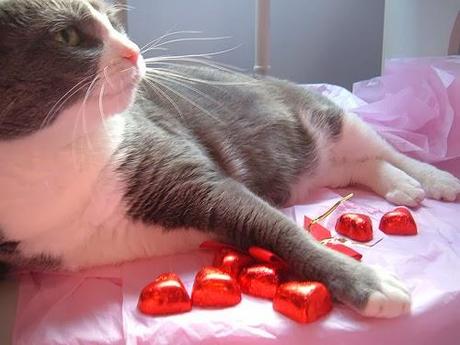 Photos: Valentine's Day Cats Photos: Valentine's Day Cats
