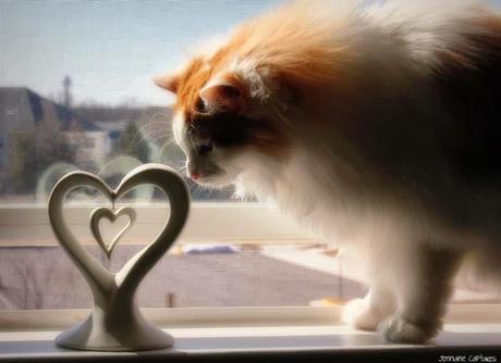 Photos: Valentine's Day Cats Photos: Valentine's Day Cats