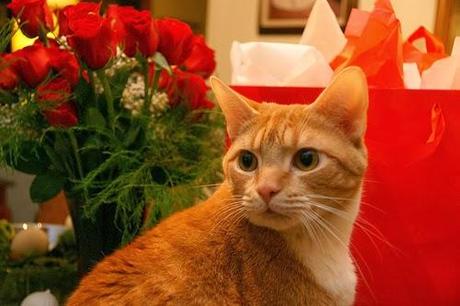 Photos: Valentine's Day Cats Photos: Valentine's Day Cats
