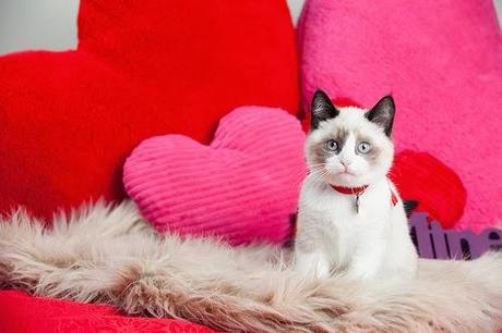Photos: Valentine's Day Cats Photos: Valentine's Day Cats