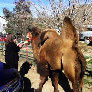 Acton, Ca., camel - courtesy of Palmdale Sheriff’s Station