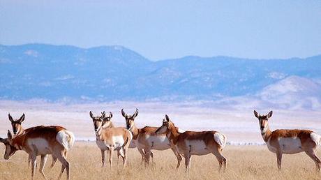 The Pronghorn - The American Almost Antelope