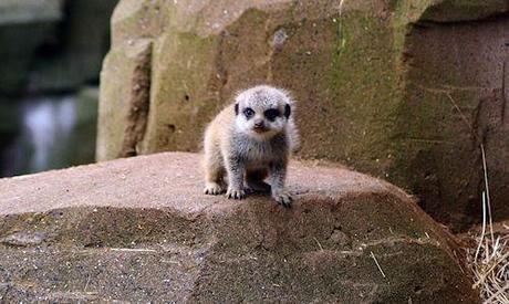 The 20 Cutest Baby Meerkat Pictures On The Entire Internet