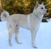 Canaan Dog Canaan Dog
