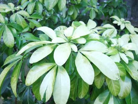 2011_10220016 Foliage – November 2011