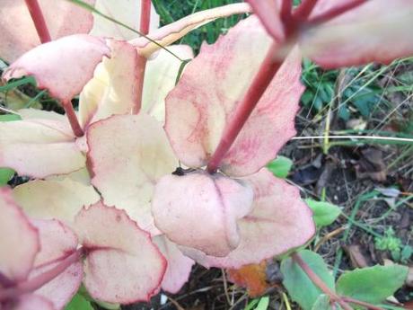 2011_10220011 Foliage – November 2011