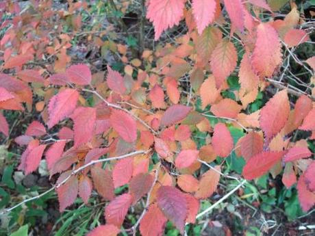 2011_10220020 Foliage – November 2011