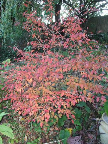 2011_10220021 Foliage – November 2011