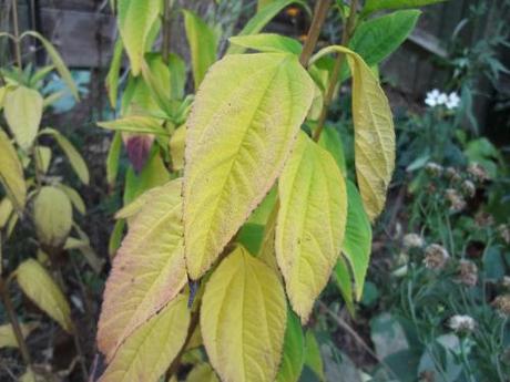 2011_10220026 Foliage – November 2011