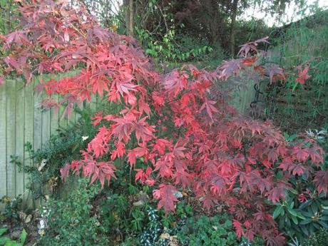 2011_10220025 Foliage – November 2011