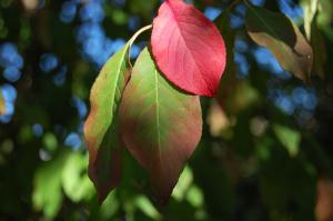 Euonymus europaeus leaf (15/10/2011, London)