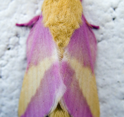 Moth Moth