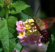 Moth Moth