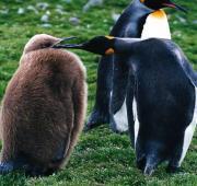 King Penguin King Penguin
