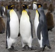 King Penguin King Penguin