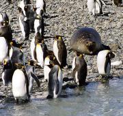 King Penguin King Penguin
