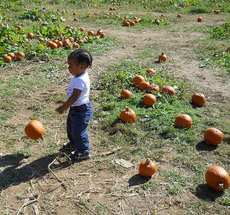 Fall Tradition - The Pumpkin Patch (WW)