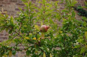 Punica granatum fruit (16/10/2011, London)