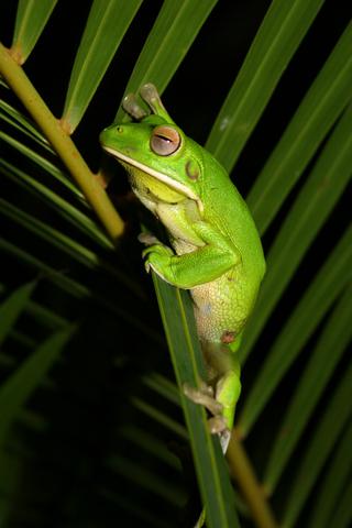 Green_frog