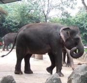 Sumatran Elephant Sumatran Elephant