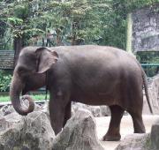 Sumatran Elephant Sumatran Elephant