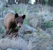 Black Bear Black Bear