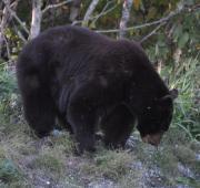 Black Bear Black Bear