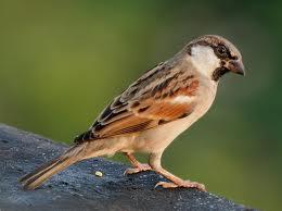 Sparrow Tweets from @EPMWORLD_HYD