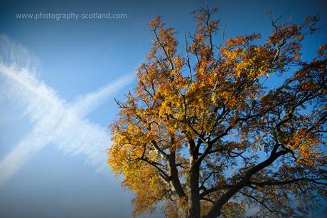 Photo - autumnal beech tree with saltire in the sky, Scotland