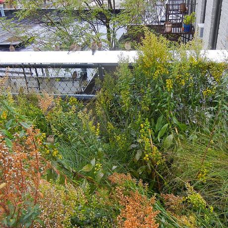 Wet Day on the High Line