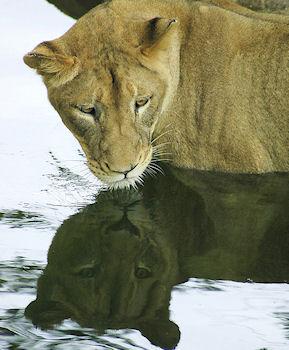 Beautiful Snapshots Of Animals Reflected In Water