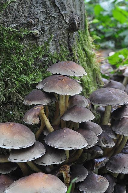 Magic Mushrooms: A Fungal Foray