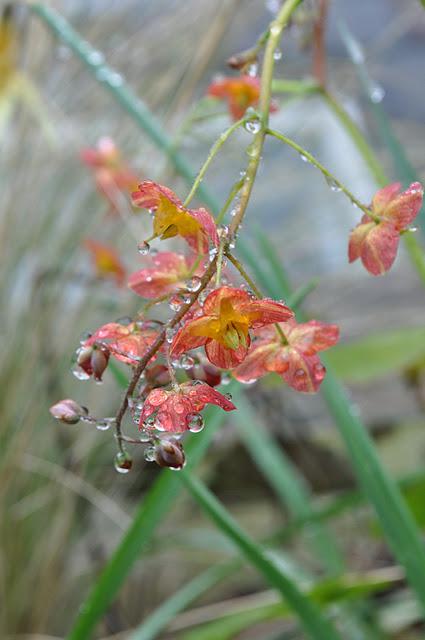 Ryan's Garden Photography Competition: Win £100 from The Range Ryan's Garden Photography Competition: Win £100 from The Range