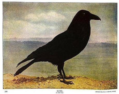 Raven from Nature Neighbors - Audubon Magazine 1914