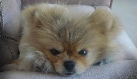 giggy-closeup The Real Housewives Of Beverly Hills: Otherwise Engaged. Propose A Toast To Momma’s New Nose & Camel Toes.