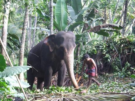 Sri Lanka Elephant Project Real Gap Unusual honeymoon ideas