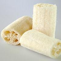 Natural bath sponge - growing luffa cylindrica