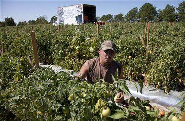 Herman Cain Wants an Elecrified Fence to Kill Would-be Illegal Immigrants alabama crops unpicked.jpg